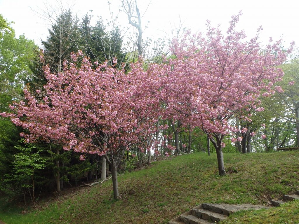 2023年5月9日桜の状況 展望デッキの八重桜
