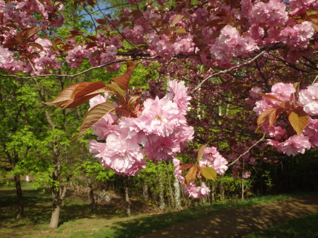 2023年5月9日桜の状況 展望デッキの八重桜 花のアップ