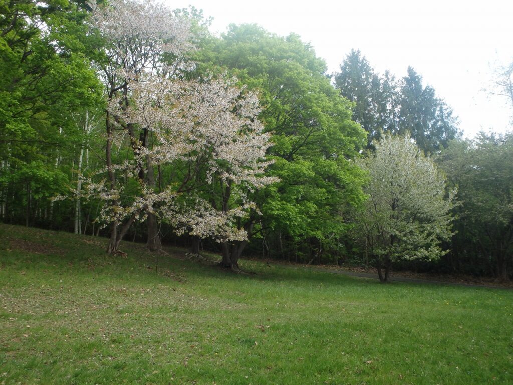 2023年5月9日桜の状況 遊具広場のセイヨウミザクラなど