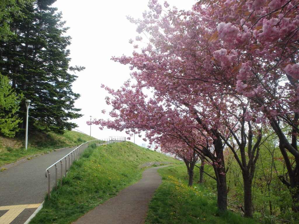 2023年5月9日桜の状況 レストハウス東側の八重桜並木