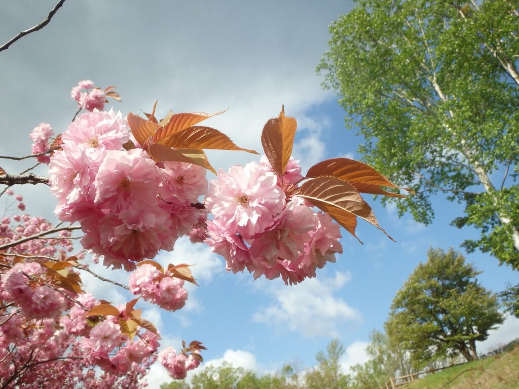 2023年5月9日桜の状況 八重桜並木 花のアップ