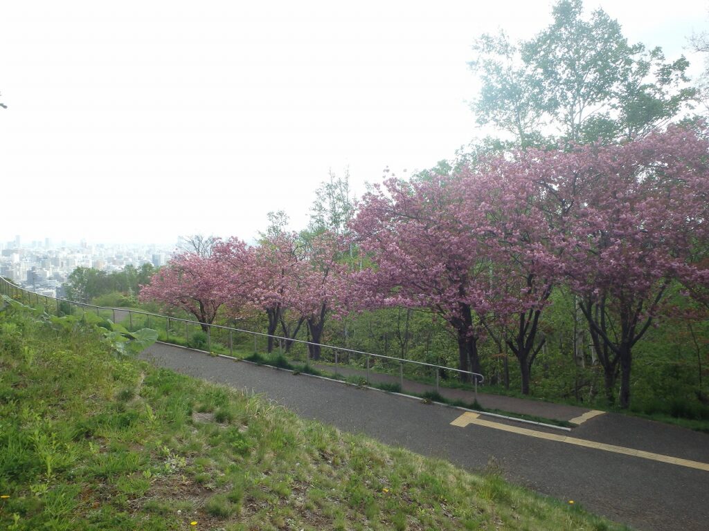 2023年5月9日桜の状況 八重桜並木の様子