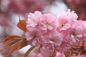 旭山記念公園の桜2023年5月8日10八重桜アップ