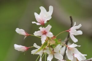 旭山記念公園の桜2023年5月8日8謎の桜アップ