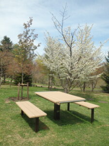 2023年5月3日噴水広場横のカスミ桜とベンチ