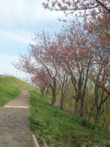 2023年5月3日レストハウス横の八重桜の様子