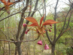 2023年5月3日れ鵜とハウス横の八重桜の花の様子