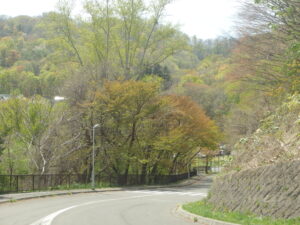 2023年5月3日　第一駐車場に向かう道の旧桜並木の様子。