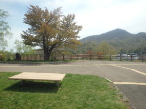 2023年5月3日展望台の一本桜と藻岩山