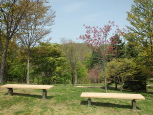 旭山記念公園の桜2023年5月5日新桜並木の八重桜の様子１