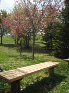 旭山記念公園の桜2023年5月5日新桜並木の八重桜の様子２