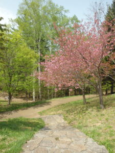 旭山記念公園の桜2023年5月5日展望デッキ横の八重桜の様子２
