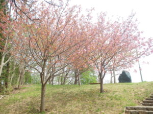 旭山記念公園の桜2023年5月5日展望デッキ横の八重桜の様子１