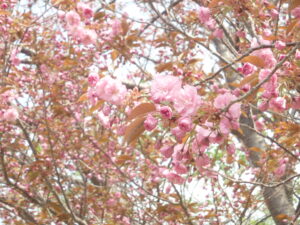 旭山記念公園の桜2023年5月5日レストハウス横の八重桜の花の様子