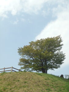 旭山記念公園の桜2023年5月5日展望台の一本桜の様子