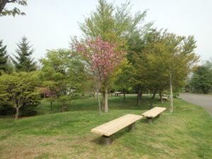 2023年5月6日新桜並木の八重桜の様子。