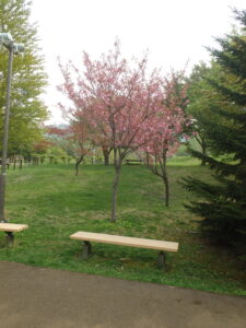 2023年5月6日新桜並木の八重桜の様子２