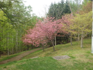 2023年5月6日展望デッキ横の八重桜の様子