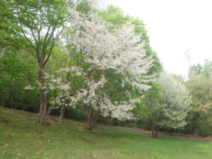 2023年5月6日遊具広場の桜の様子