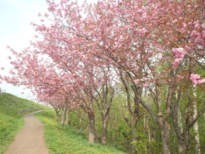 2023年5月6日レストハウス横の八重桜並木