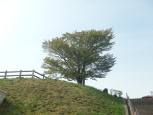 2023年5月6日展望台横の一本桜の様子