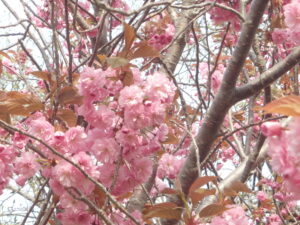 2023年5月6日レストハウス横の八重桜並木道の花の様子