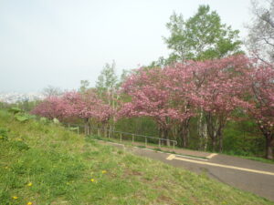 2023年5月6日レストハウス横の八重桜並木の様子２