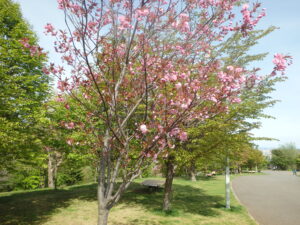 2023年5月7日新桜並木の八重桜