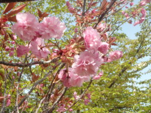 2023年5月7日新桜並木の八重桜の花の様子