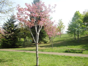 2023年5月7日新桜並木の北側の散策路の八重桜