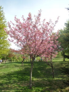 2023年5月7日新桜並木の北側の散策路の八重桜