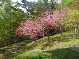 2023年5月7日展望デッキ横の八重桜