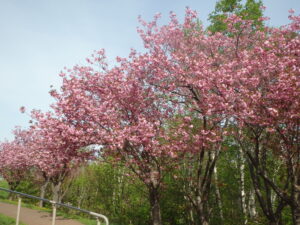 2023年5月7日レストハウス横の八重桜の様子