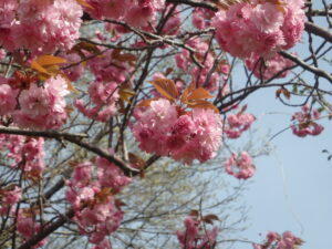 2023年5月7日レストハウス横の八重桜の花の様子