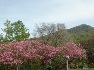 2023年5月7日レストハウス横の八重桜と藻岩山