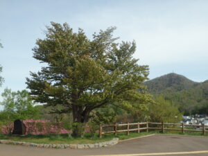 2023年5月7日緑の葉に覆われた、展望台の一本桜と藻岩山