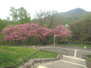旭山記念公園の桜2023年5月8日2八重桜並木展望台階段から望む