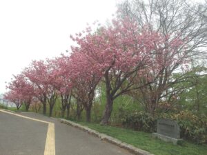 旭山記念公園の桜2023年5月8日1八重桜並木