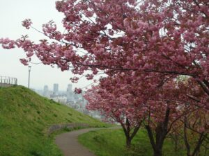 旭山記念公園の桜2023年5月8日3八重桜並木と街並み