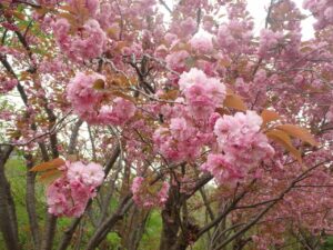 旭山記念公園の桜2023年5月8日4八重桜アップ