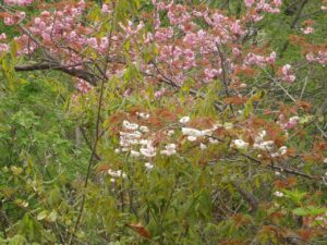 旭山記念公園の桜2023年5月8日5八重桜白花の別品種