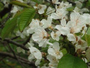 旭山記念公園の桜2023年5月8日6セイヨウミザクラ花アップ
