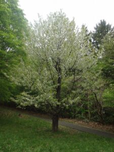 旭山記念公園の桜2023年5月8日5遊具広場のセイヨウミザクラ