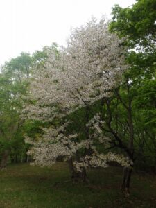 旭山記念公園の桜2023年5月8日7遊具広場の謎の桜