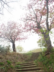 旭山記念公園の桜2023年5月8日9レストハウス木段上の八重桜