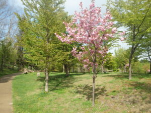 2023年5月10日友愛の小径碑近くの八重桜２