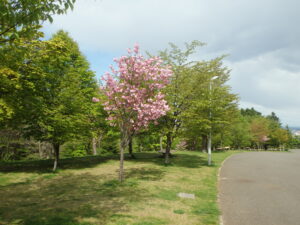 2023年5月10日新桜並木の八重桜１