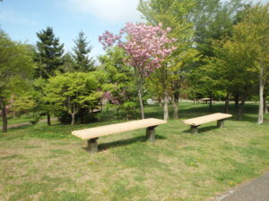 2023年5月10日新桜並木の八重桜２