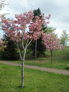 2023年5月10日新桜並木北側の散策路の八重桜２