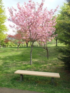 2023年5月10日新桜並木北側の散策路の八重桜１